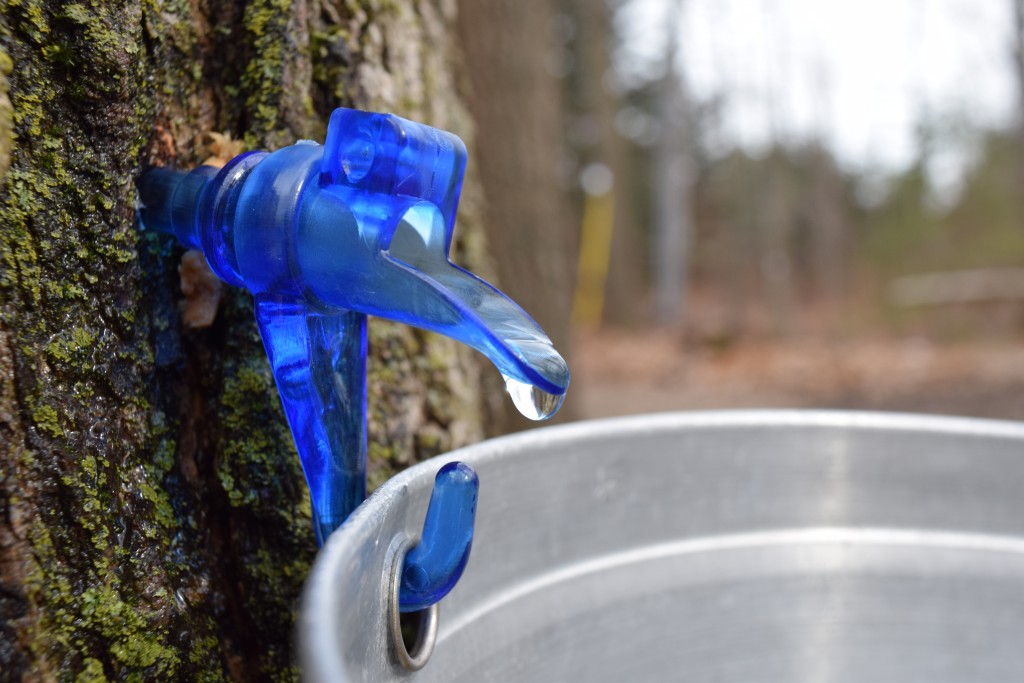 Sap dripping into a bucket